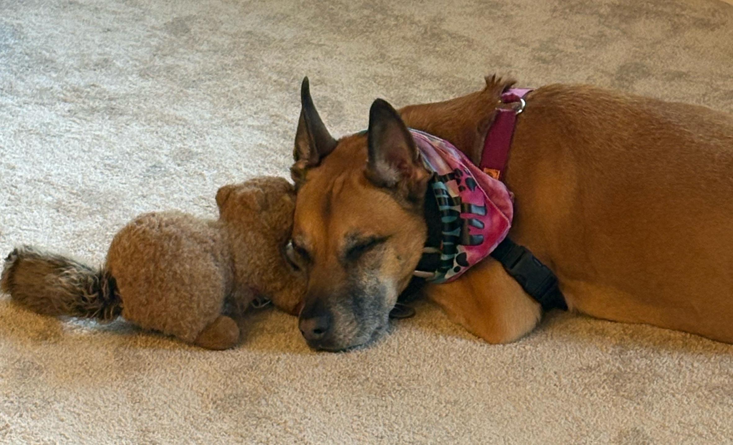 Scarlett, an adopted mixed breed in Silvana, WA image 2/3