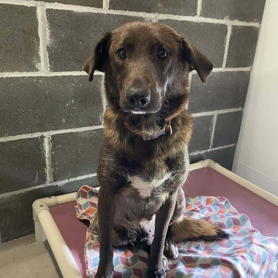 Maple, an adopted mixed breed in Columbia, MO image 2/3