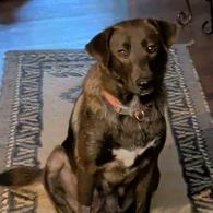 Maple, adopted, Adult Female Labrador Retriever.