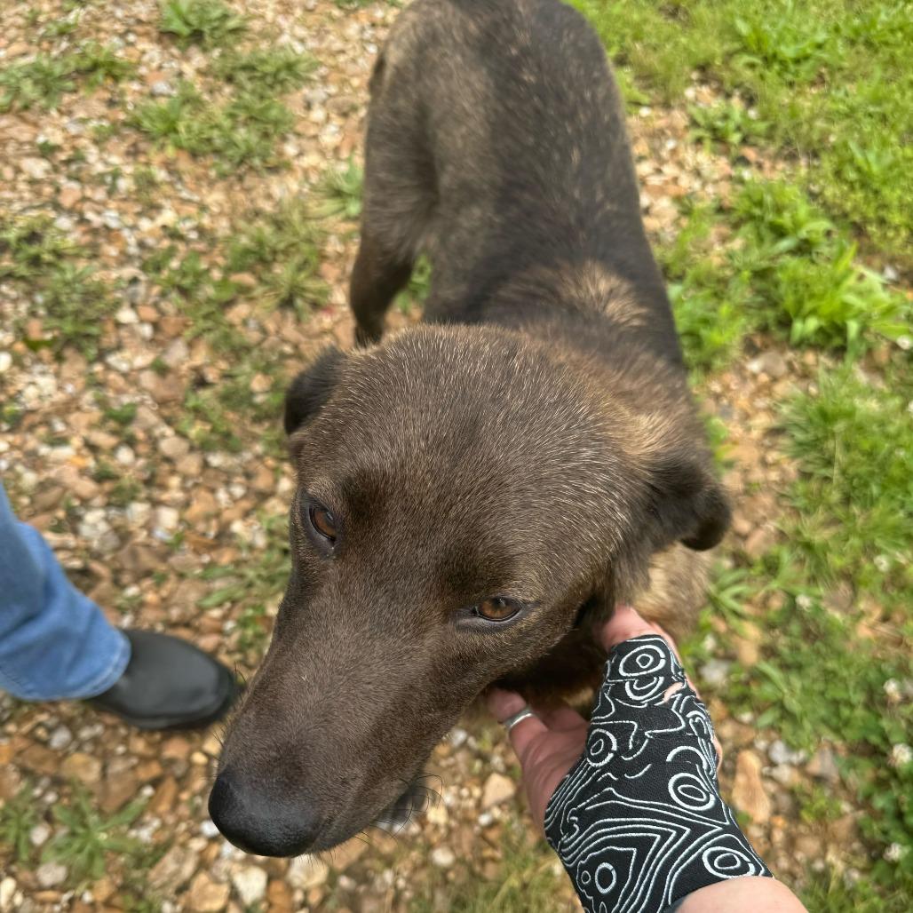 Maple, an adopted mixed breed in Columbia, MO image 3/3
