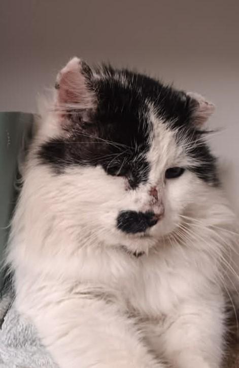 Enlarge Oreo, a Adoptable Domestic Long Hair in Robinson, IL image 2/2