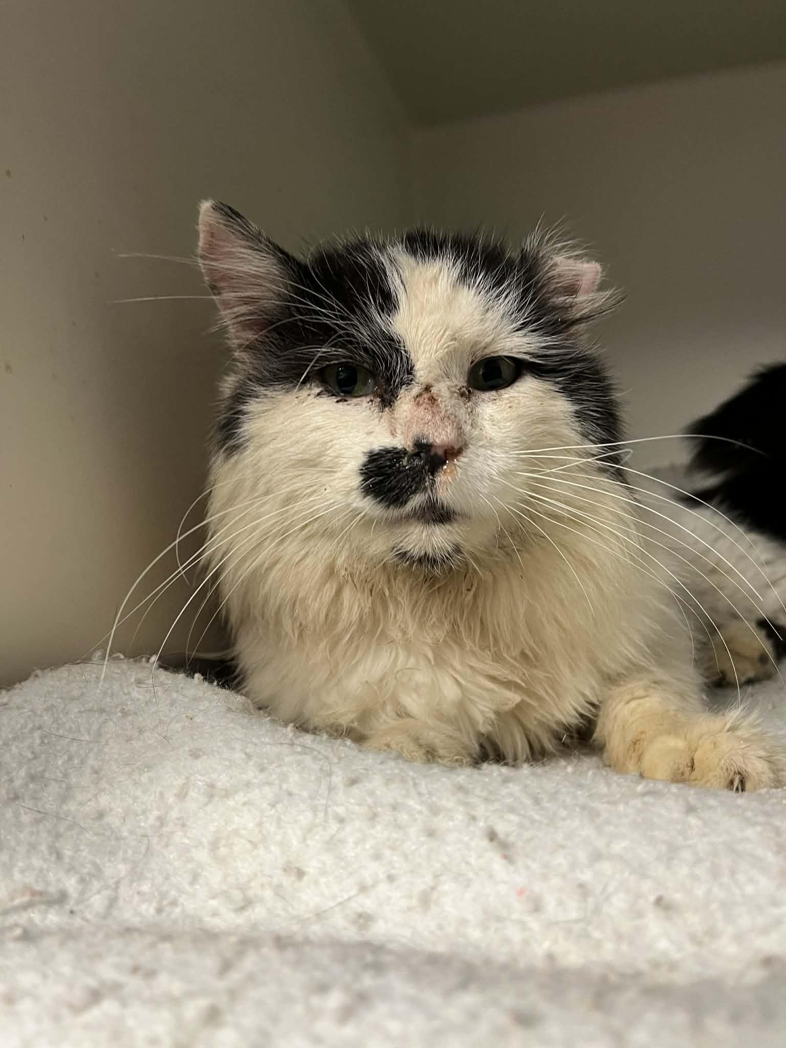 Enlarge Oreo, a Adoptable Domestic Long Hair in Robinson, IL image 1/2