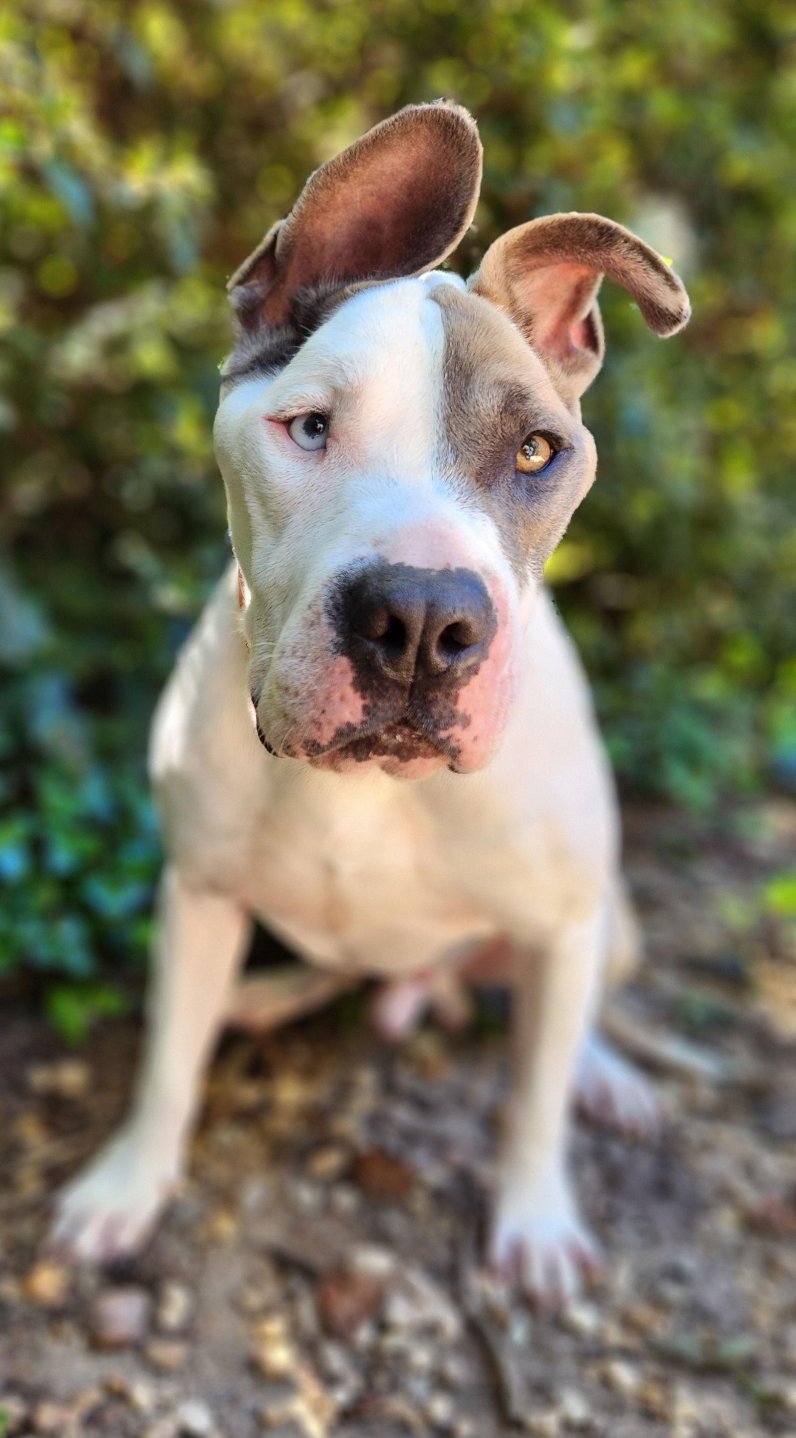 Linus, Adopted, Adult Male American Staffordshire Terrier & Terrier.