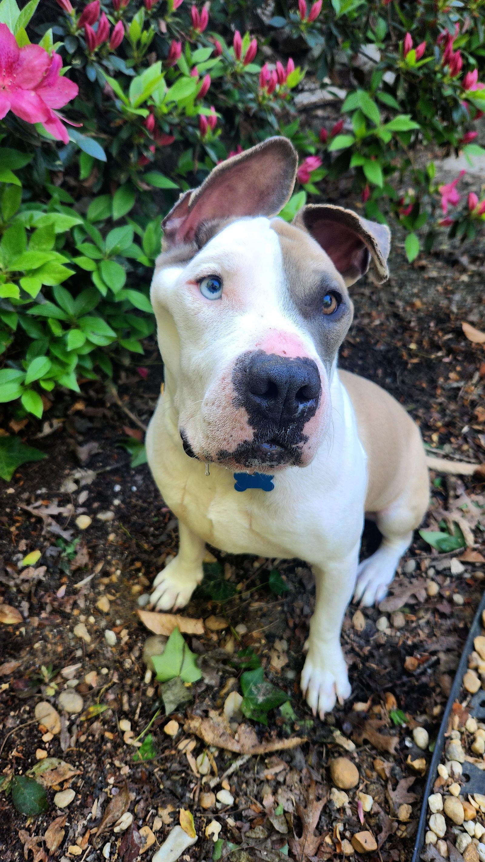 Enlarge Linus, a Adopted mixed breed in Richmond, VA image 2/3