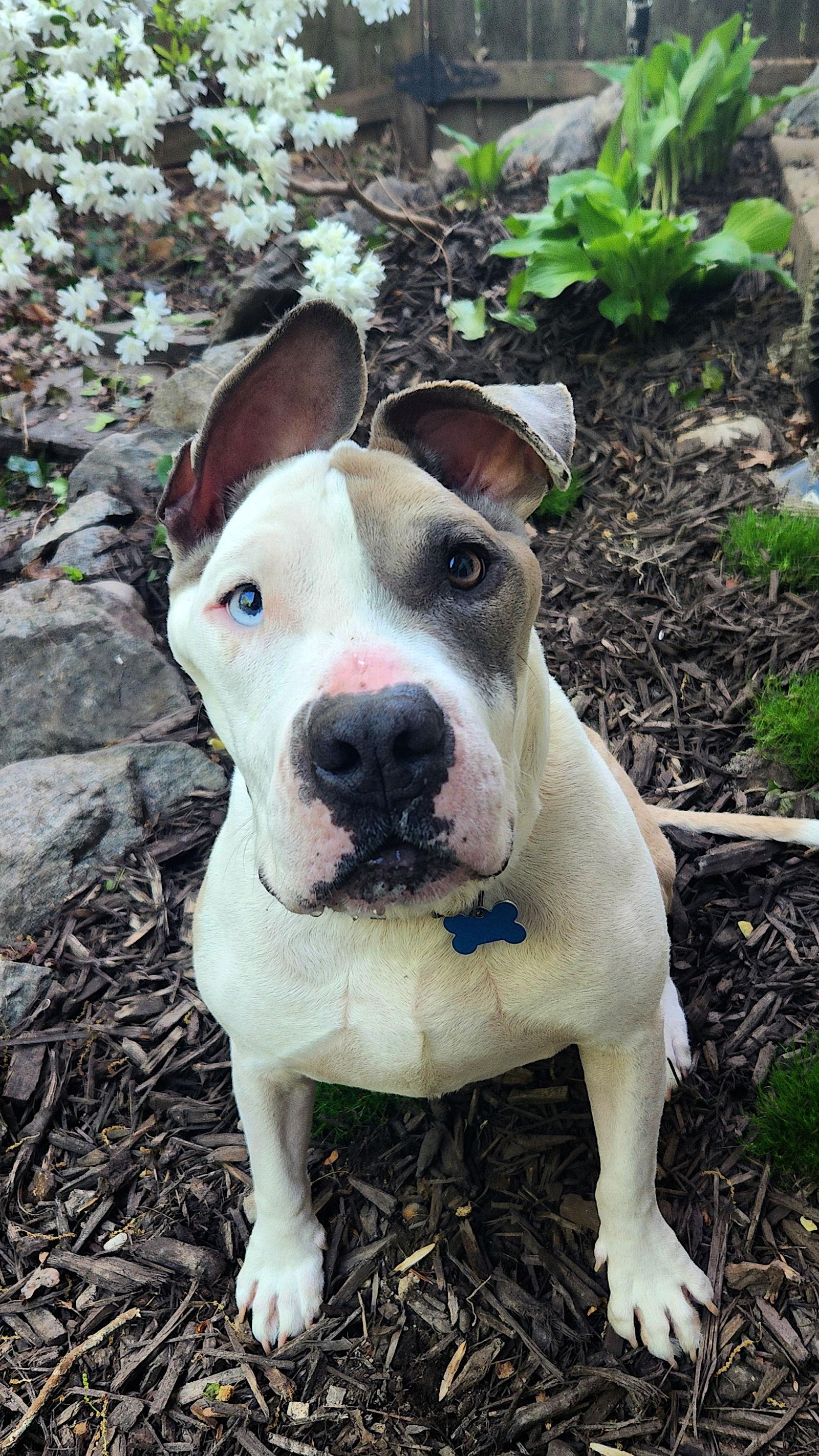 Enlarge Linus, a Adopted mixed breed in Richmond, VA image 3/3