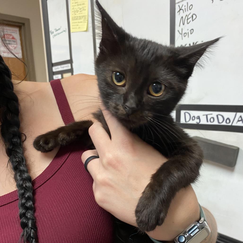 Enlarge Martie, a Adoptable Domestic Short Hair in Norfolk, NE image 1/1