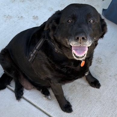 Melanie, ADOPTABLE, Adult Female Black Labrador Retriever.