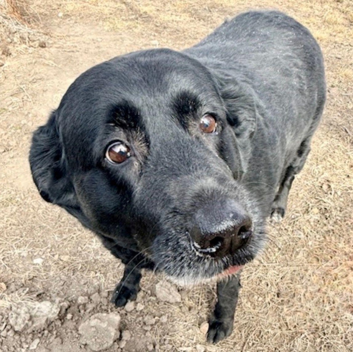 Enlarge Melanie, a ADOPTABLE Black Labrador Retriever in Denver, CO image 2/3