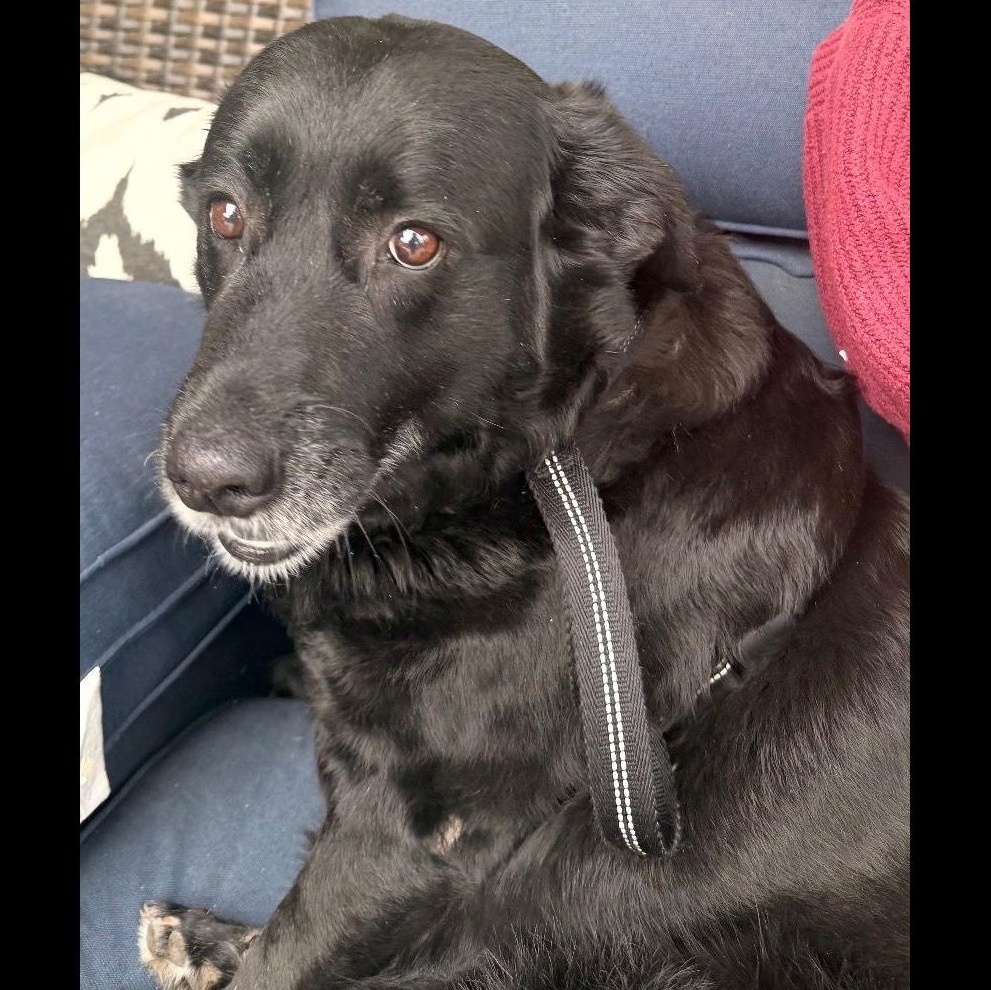 Enlarge Melanie, a ADOPTABLE Black Labrador Retriever in Denver, CO image 3/3