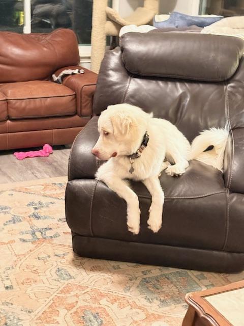 Clover HTX, a Adopted Great Pyrenees in Quinlan, TX image 1/6
