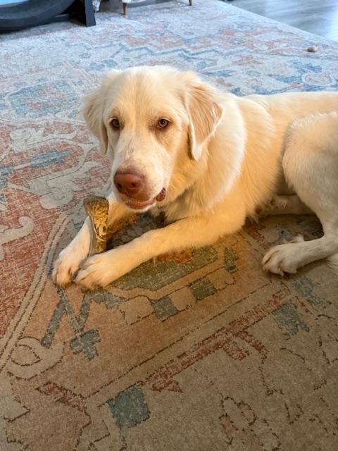 Clover HTX, a Adopted Great Pyrenees in Quinlan, TX image 2/6