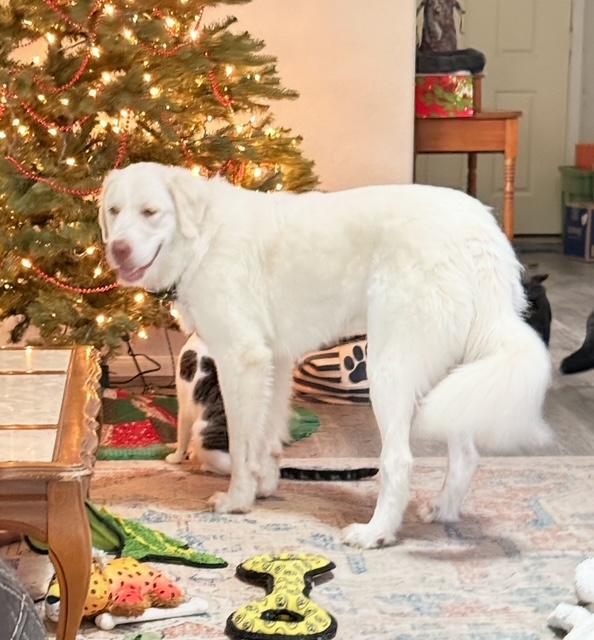 Clover HTX, a Adopted Great Pyrenees in Quinlan, TX image 3/6