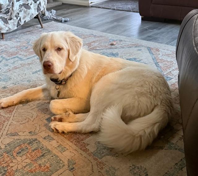 Clover HTX, a Adopted Great Pyrenees in Quinlan, TX image 4/6