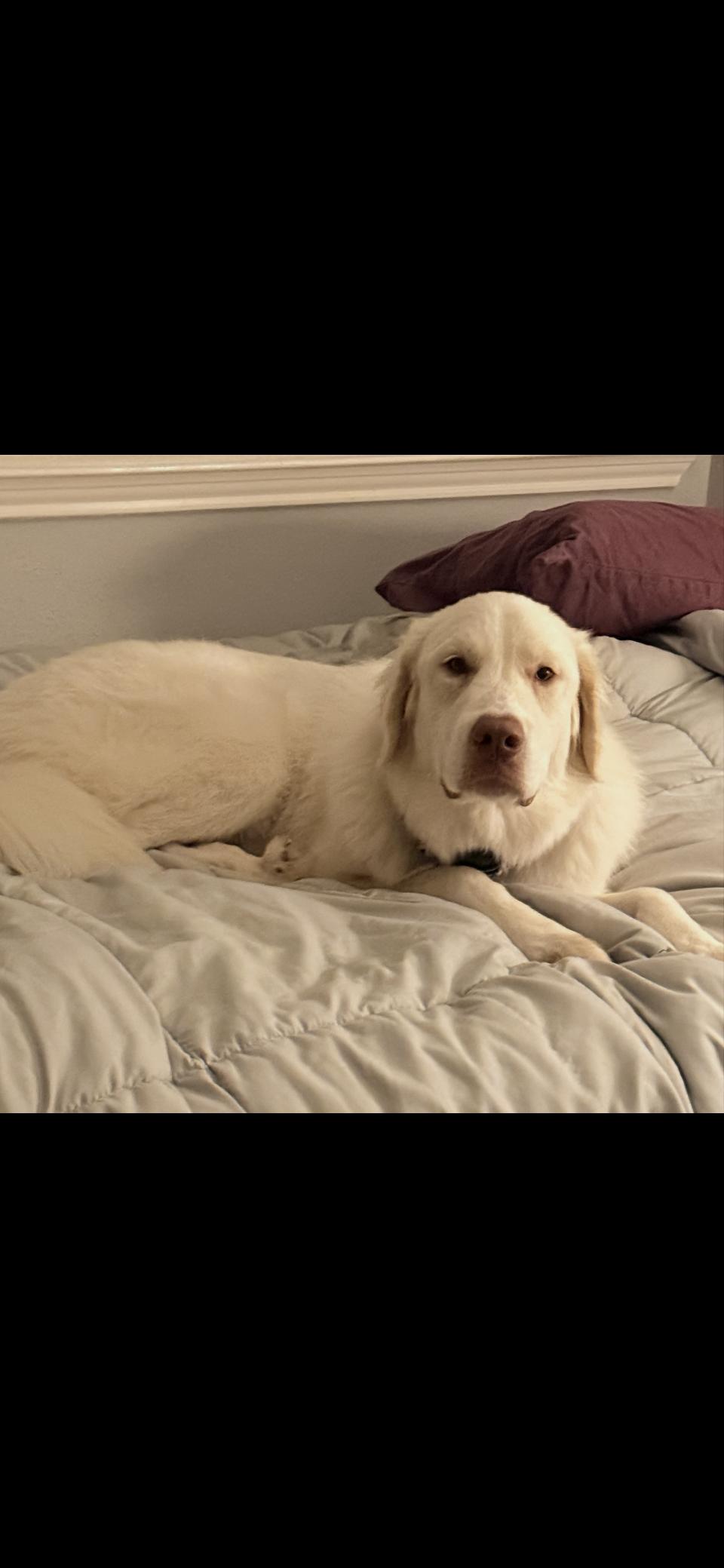 Clover HTX, a Adopted Great Pyrenees in Quinlan, TX image 5/6