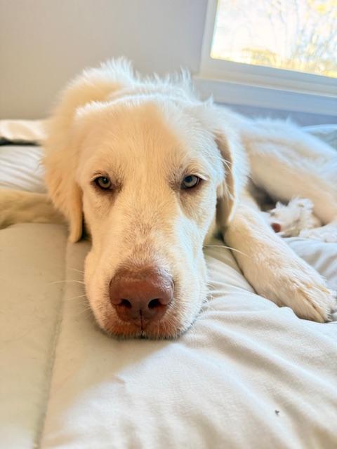 Clover HTX, a Adopted Great Pyrenees in Quinlan, TX image 6/6