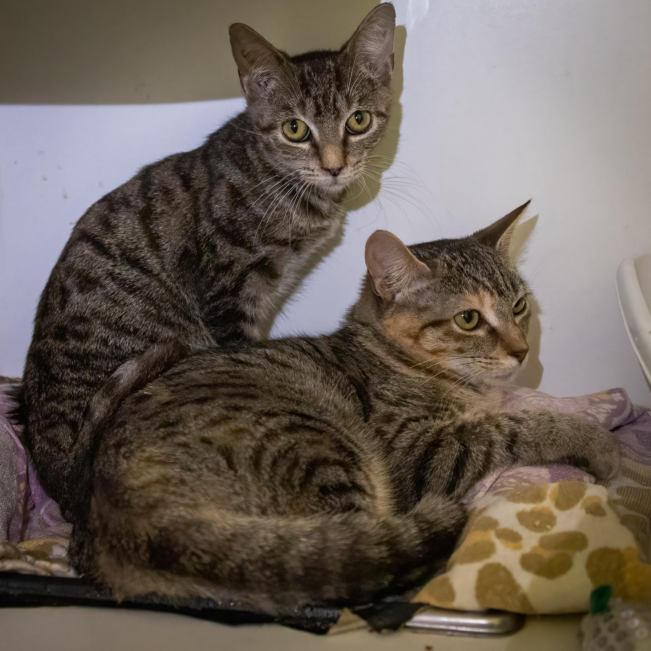 Twiggy& Tigress