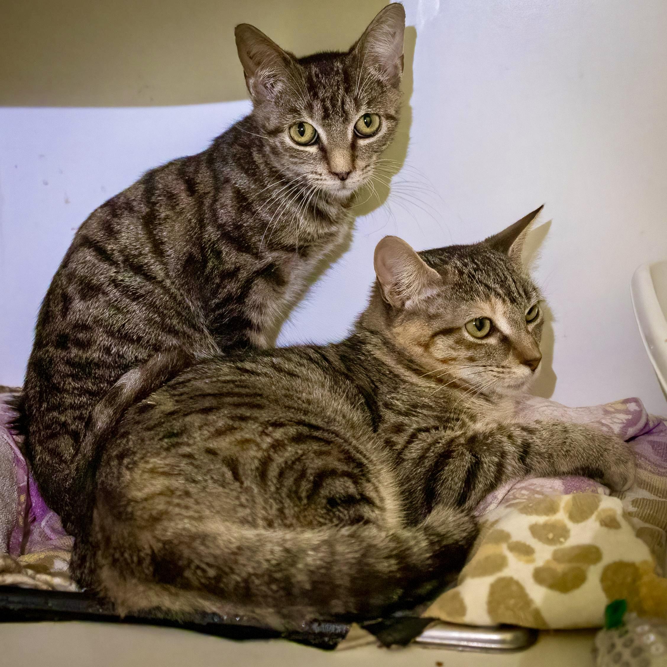 Twiggy&amp; Tigress thumbnail 2