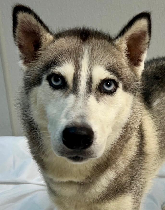 Prada, Adoptable, Young Female Husky.