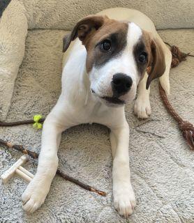 Enlarge Zero, a ADOPTABLE Mixed Breed in Schaumburg, IL image 2/5