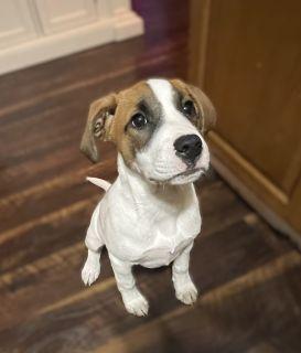 Enlarge Zero, a ADOPTABLE Mixed Breed in Schaumburg, IL image 5/5