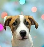 Enlarge Zero, a ADOPTABLE Mixed Breed in Schaumburg, IL image 1/5