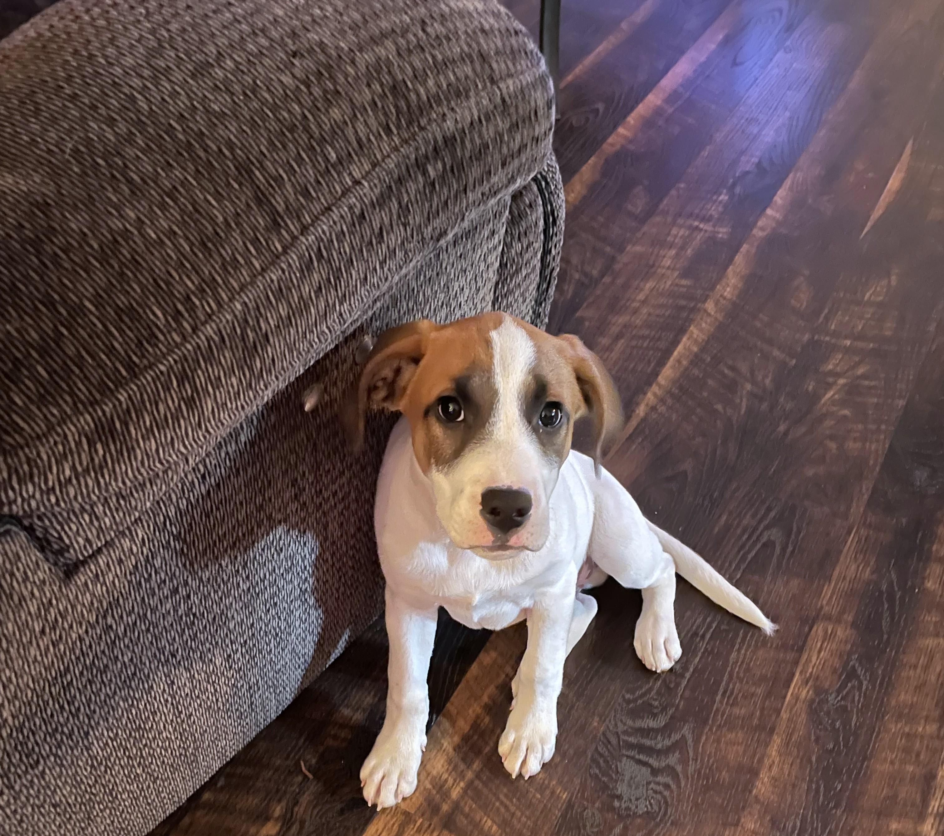 Enlarge Zero, a ADOPTABLE Mixed Breed in Schaumburg, IL image 4/5