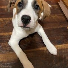 Enlarge Zero, a ADOPTABLE Mixed Breed in Schaumburg, IL image 3/5