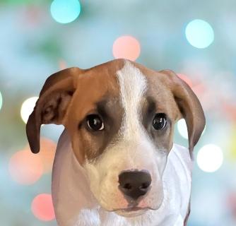 Zero, ADOPTABLE, Puppy Male Mixed Breed.