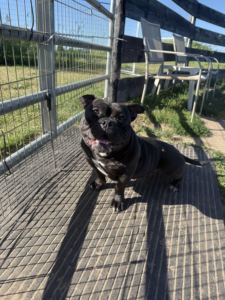 Kate, Adult Female Bulldog
