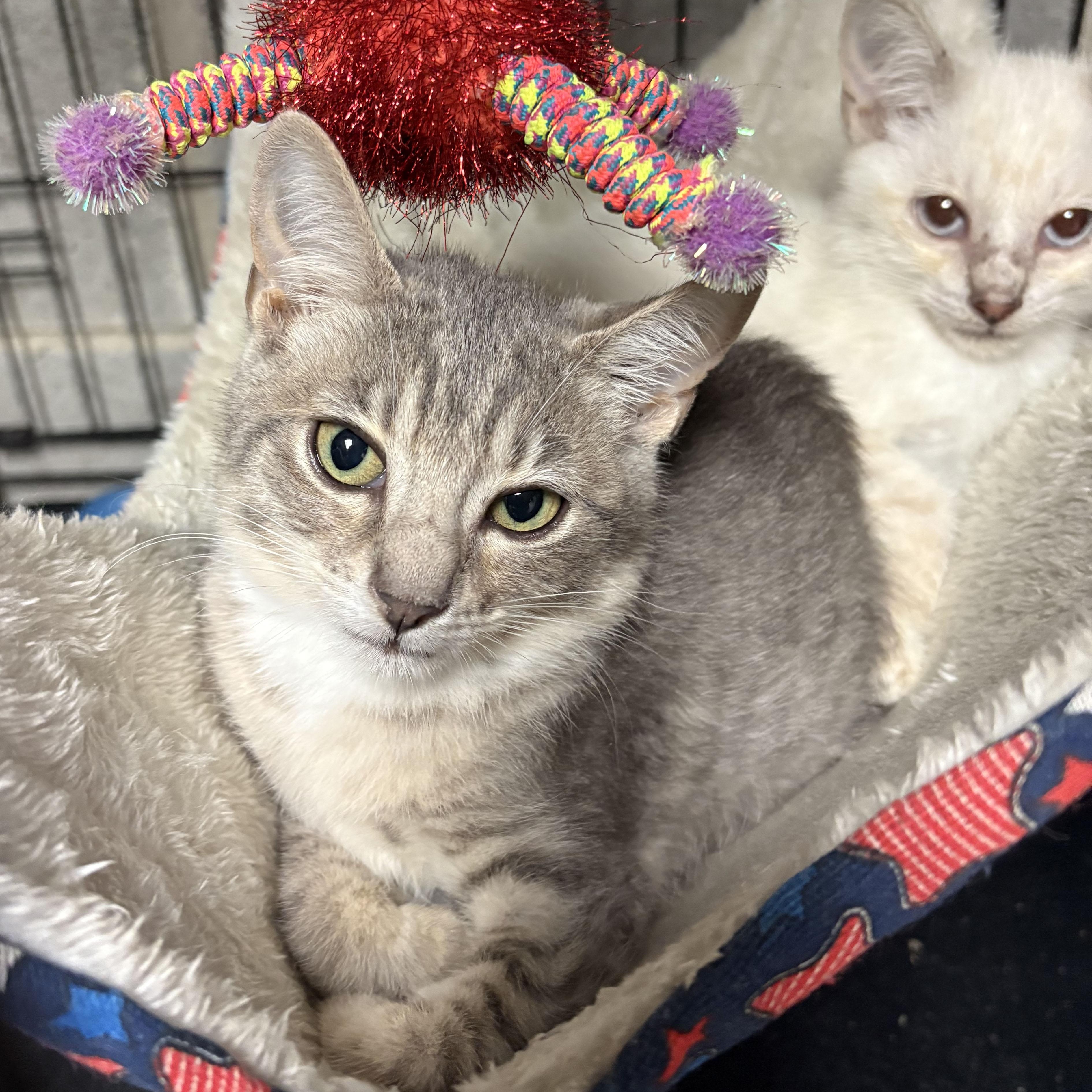 Kindle, a Adoptable Domestic Short Hair in Mauldin, SC image 5/5