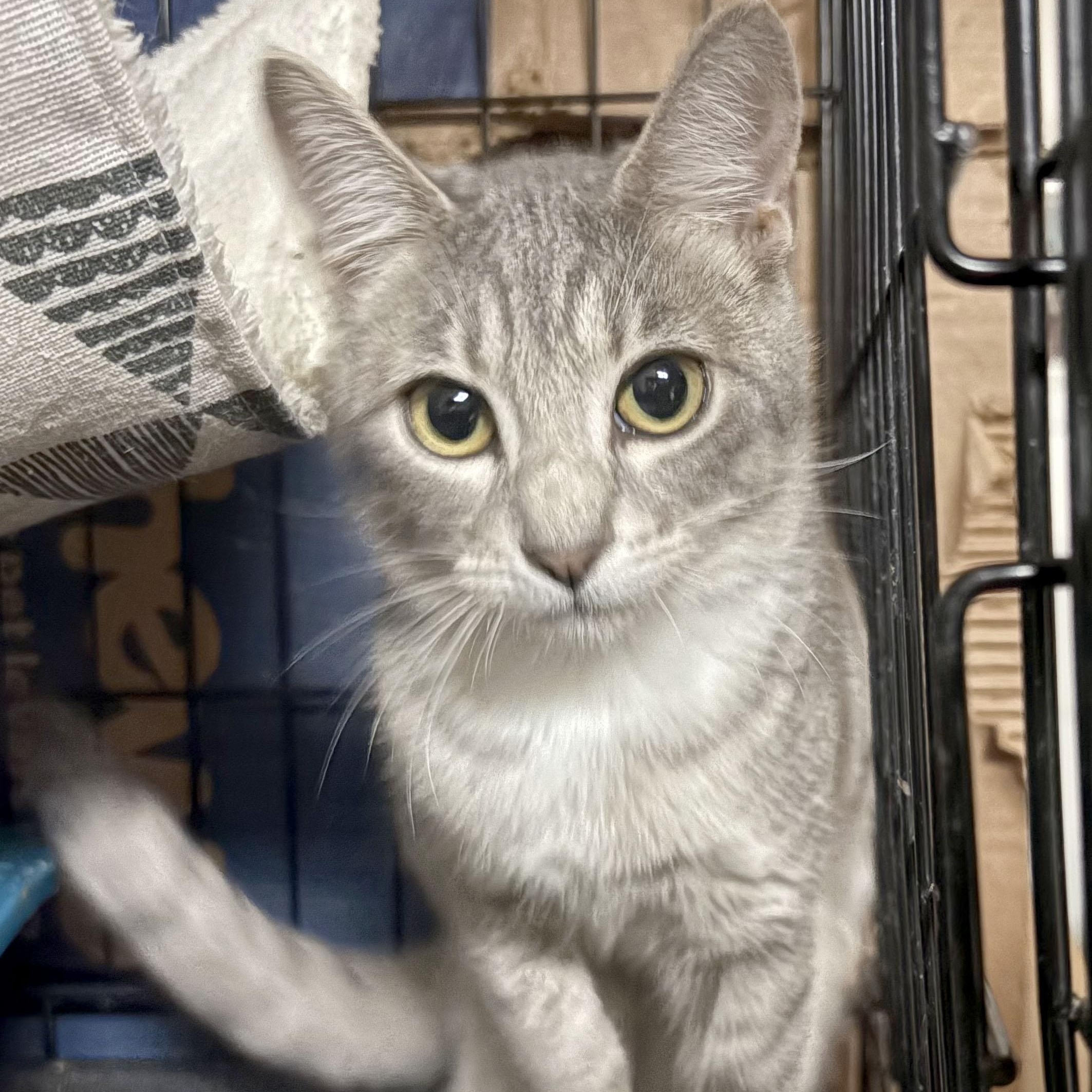 Kindle, a Adoptable Domestic Short Hair in Mauldin, SC image 4/5