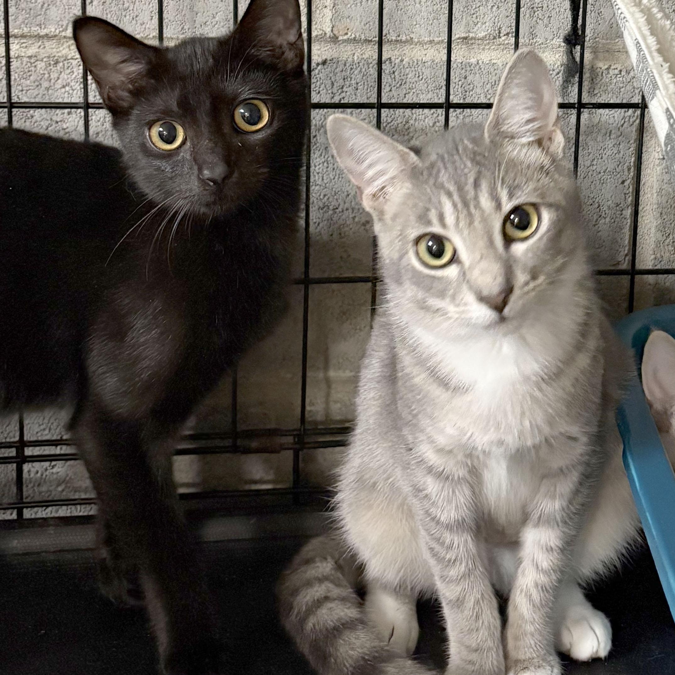 Kindle, Adoptable, Kitten Female Domestic Short Hair.