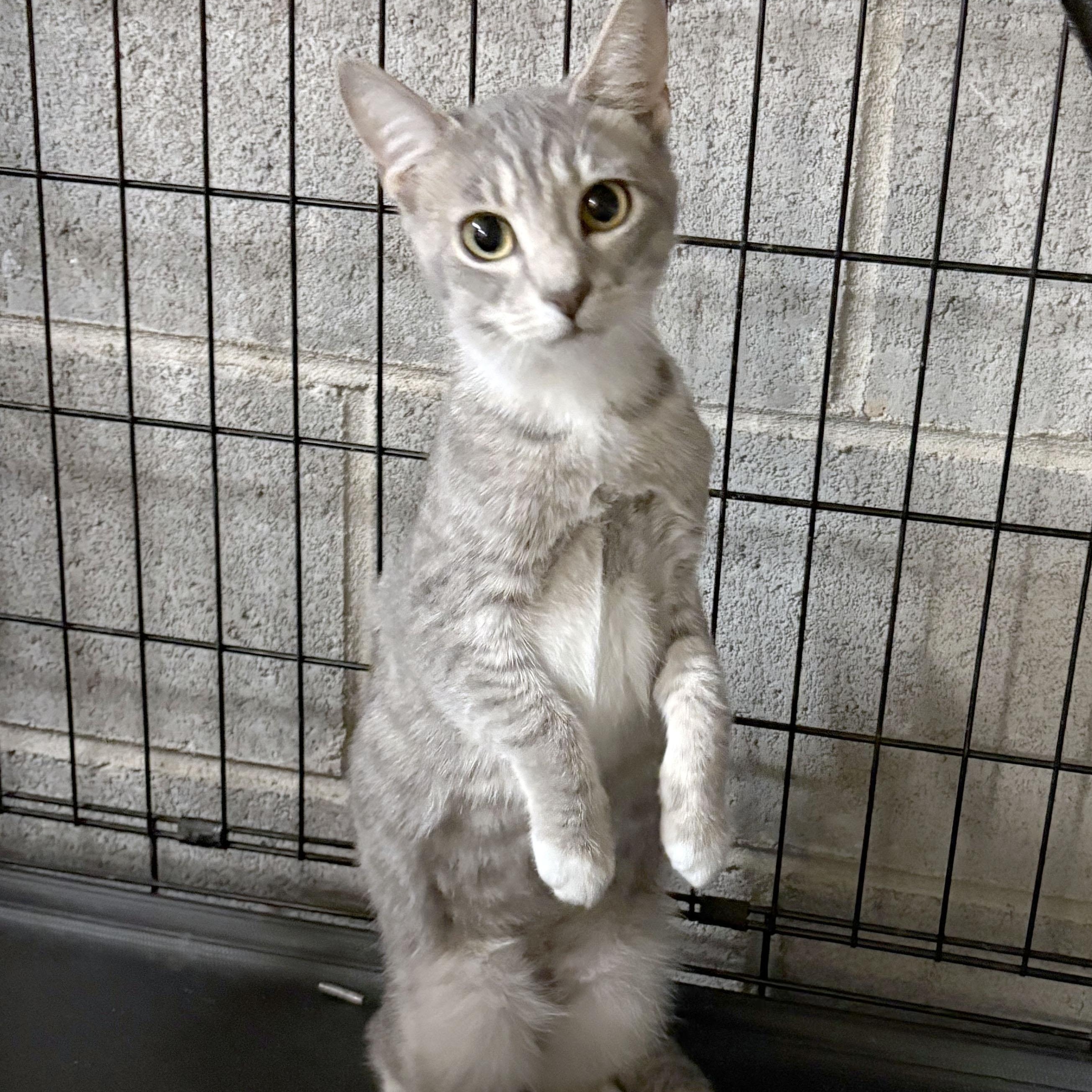 Kindle, a Adoptable Domestic Short Hair in Mauldin, SC image 3/5