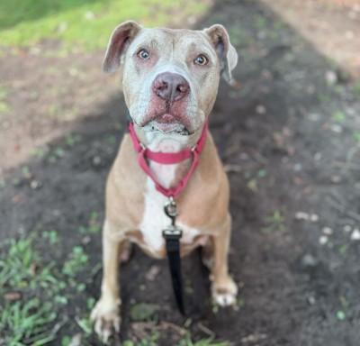 Enlarge MARTHA, a Adoptable Mixed Breed in Fernandina Beach, FL image 1/2