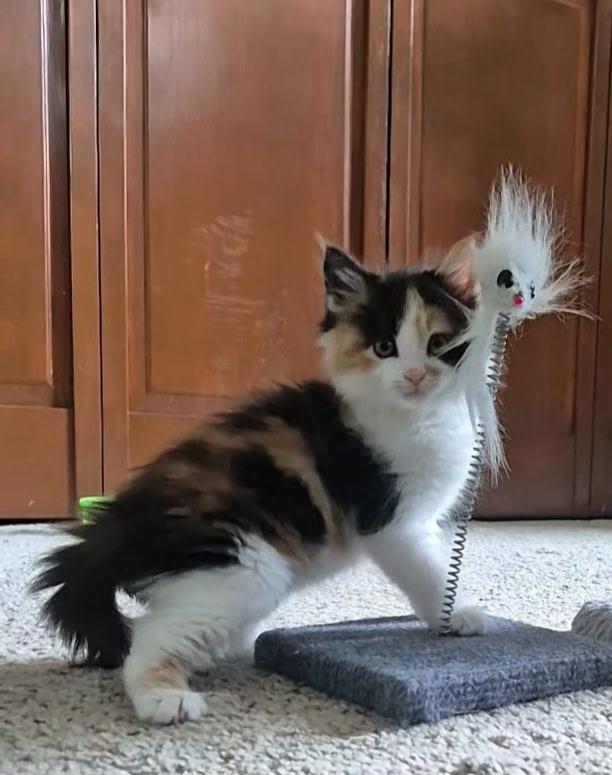 Madeleine, Adopted, Young Female Domestic Short Hair.