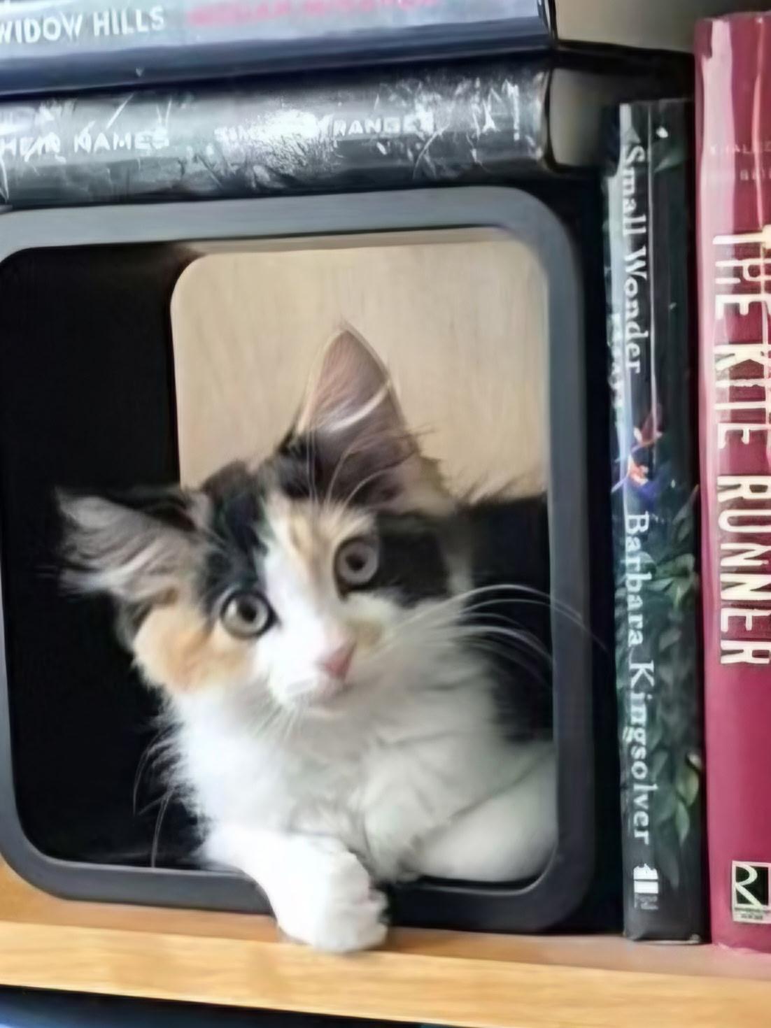 Enlarge Madeleine, a Adopted Domestic Short Hair in Williamsport, PA image 2/2