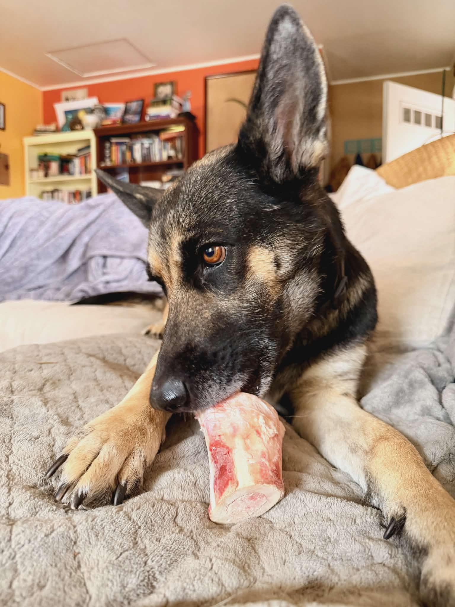 Orchid (Courtesy post), Adopted, Young Female German Shepherd Dog.