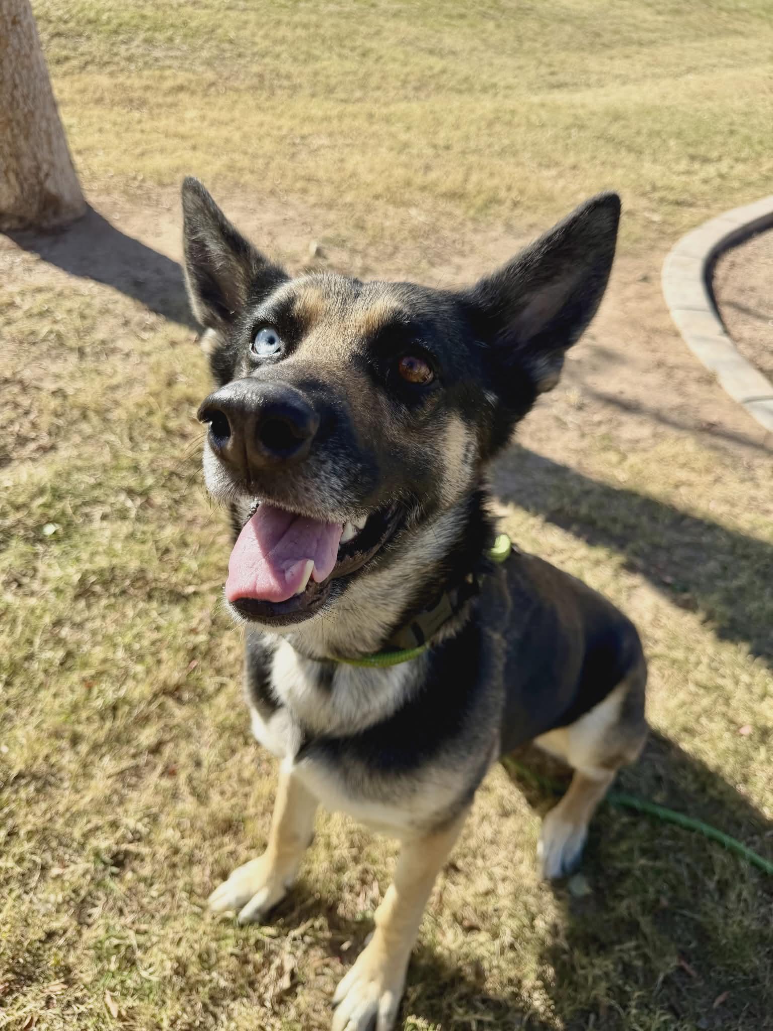 Orchid (Courtesy post), a Adopted German Shepherd Dog in Phoenix, AZ image 2/3