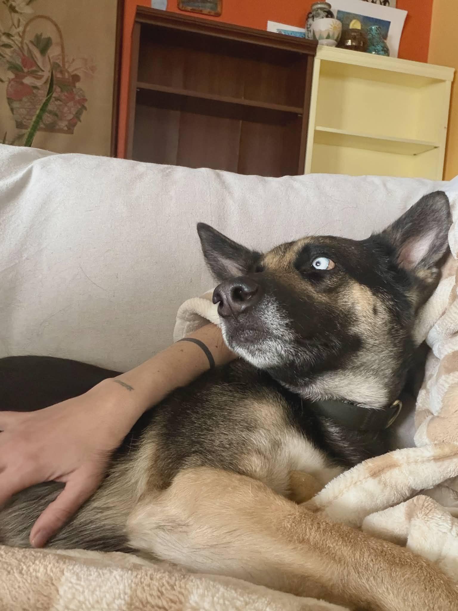 Orchid (Courtesy post), a Adopted German Shepherd Dog in Phoenix, AZ image 3/3