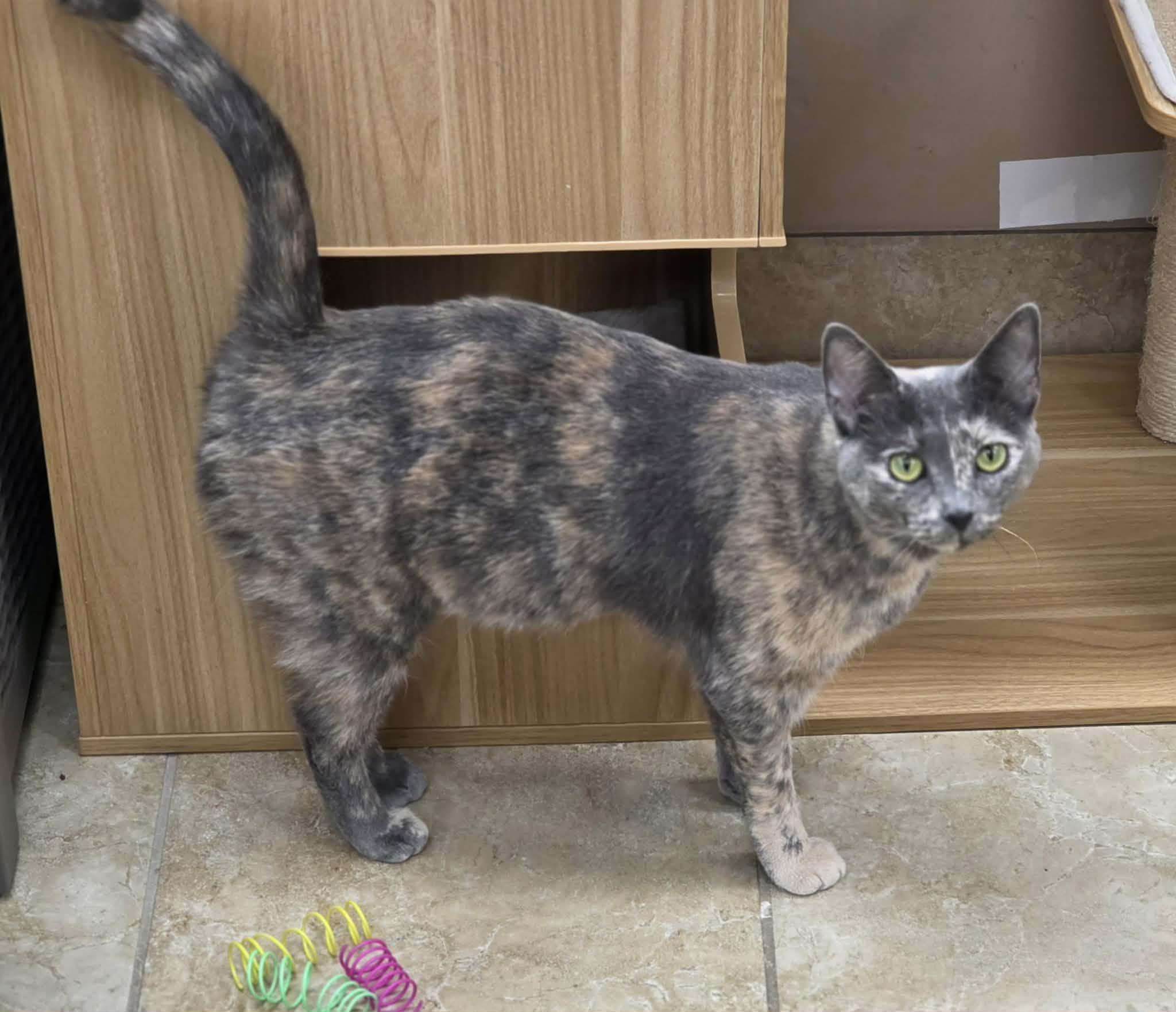 Enlarge Truffles, a ADOPTABLE Domestic Short Hair in Rochester, NY image 6/6