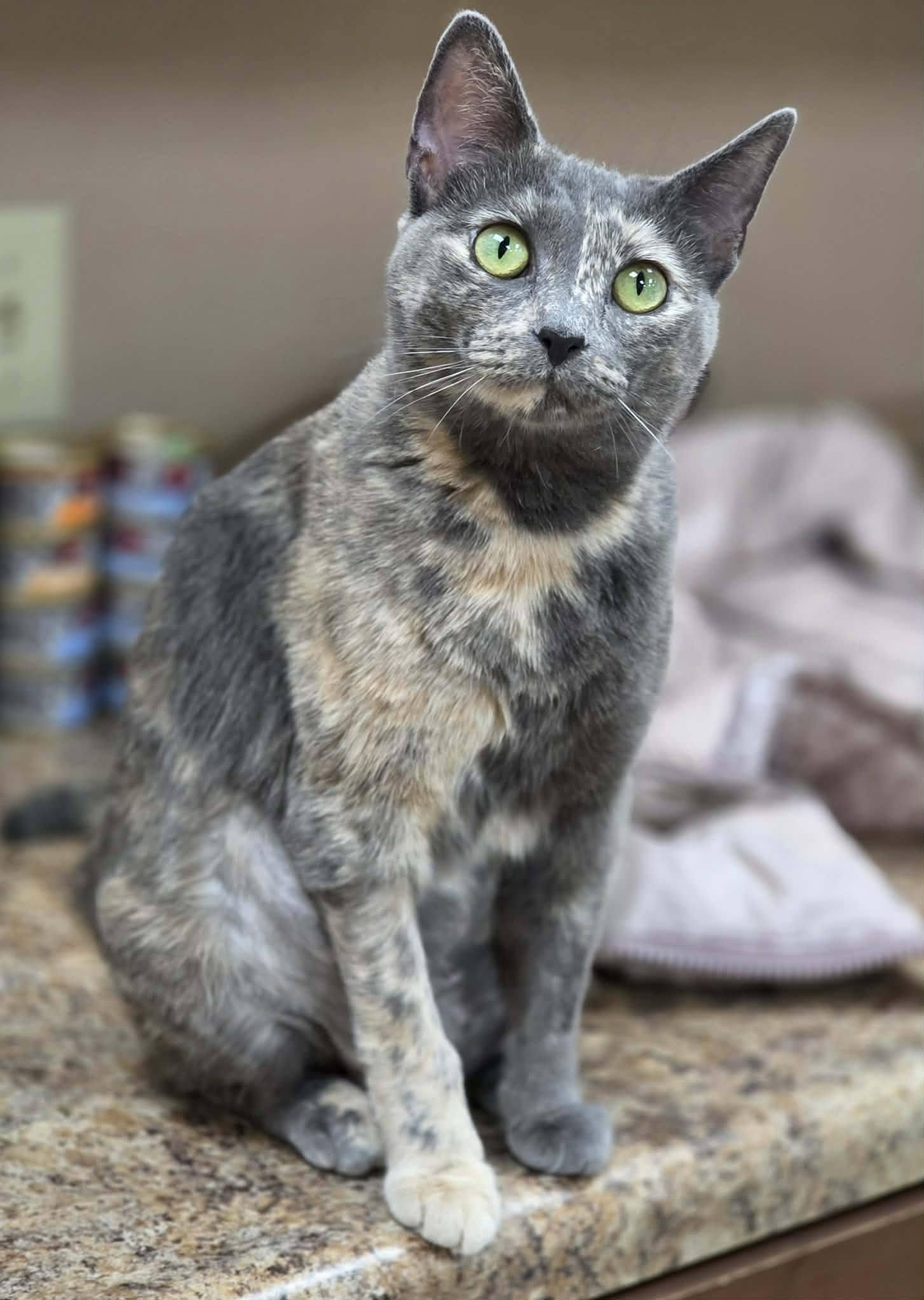 Enlarge Truffles, a ADOPTABLE Domestic Short Hair in Rochester, NY image 2/6