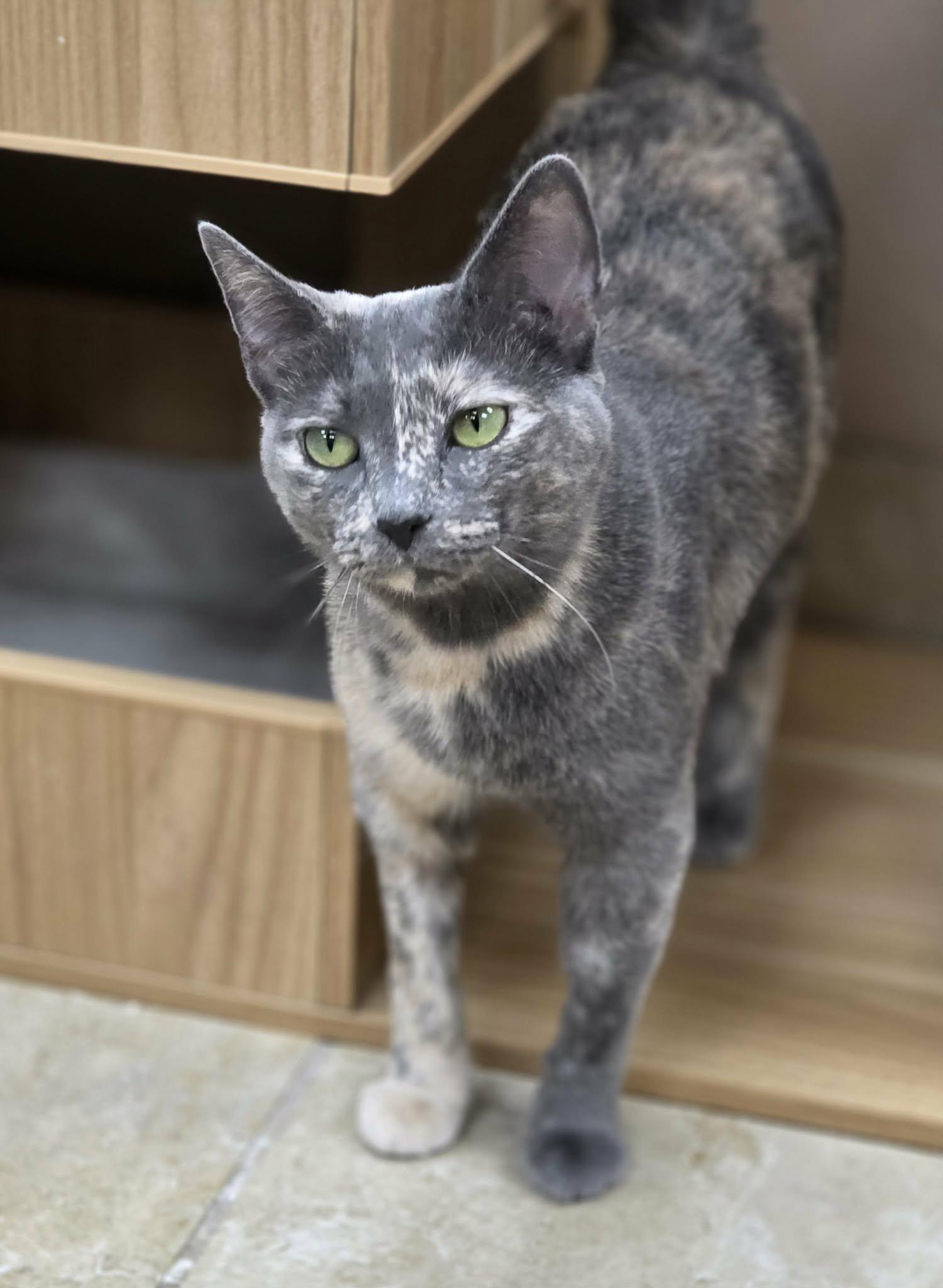 Enlarge Truffles, a ADOPTABLE Domestic Short Hair in Rochester, NY image 4/6