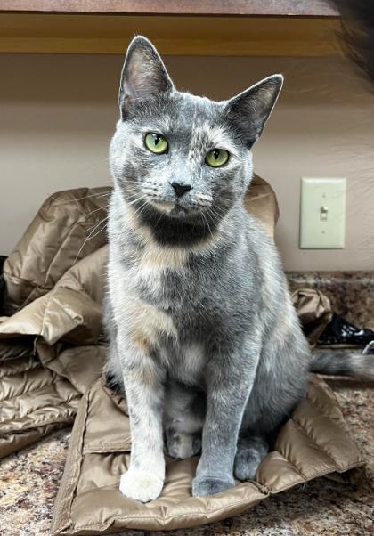 Enlarge Truffles, a ADOPTABLE Domestic Short Hair in Rochester, NY image 1/6