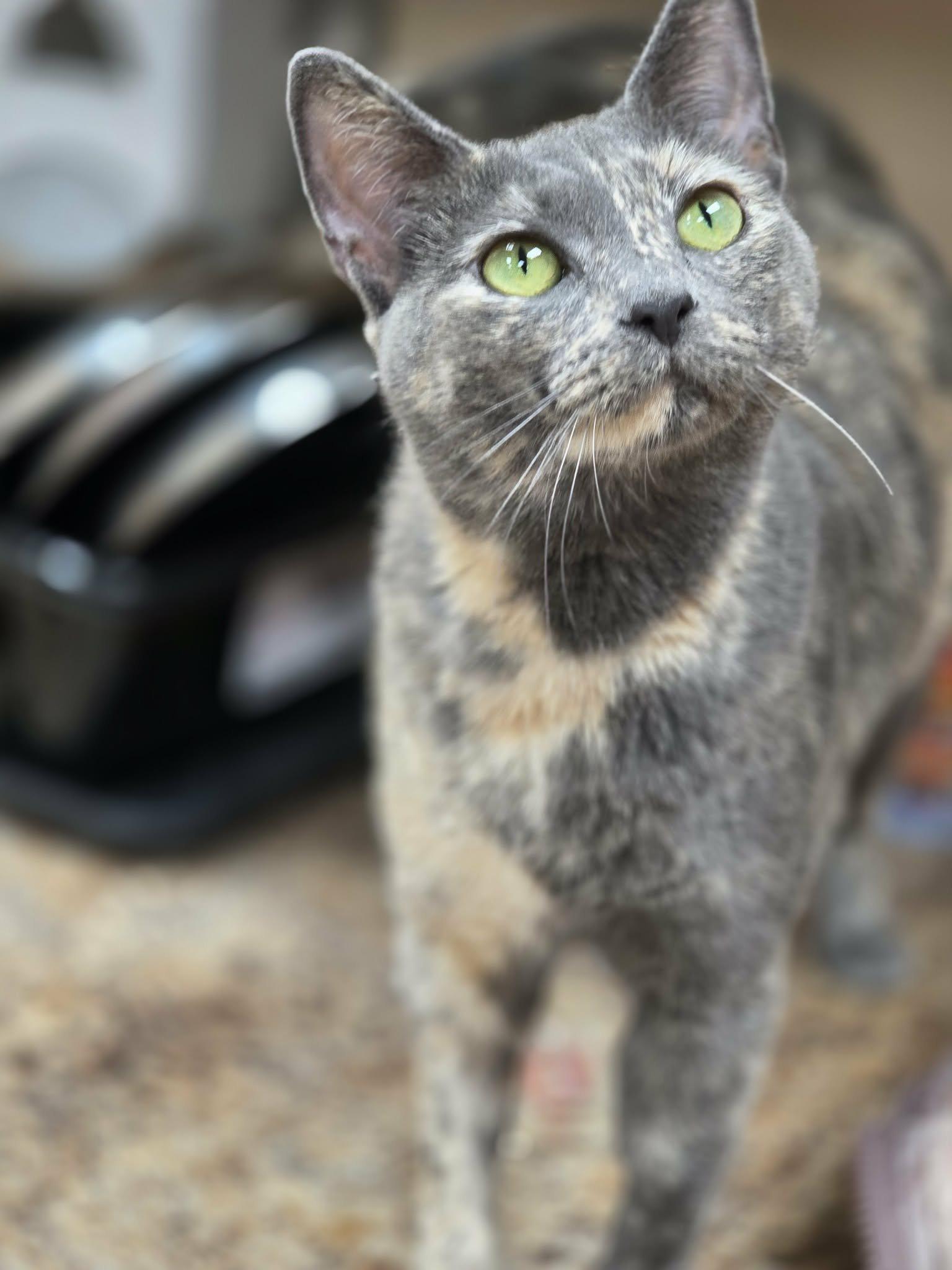 Enlarge Truffles, a ADOPTABLE Domestic Short Hair in Rochester, NY image 5/6