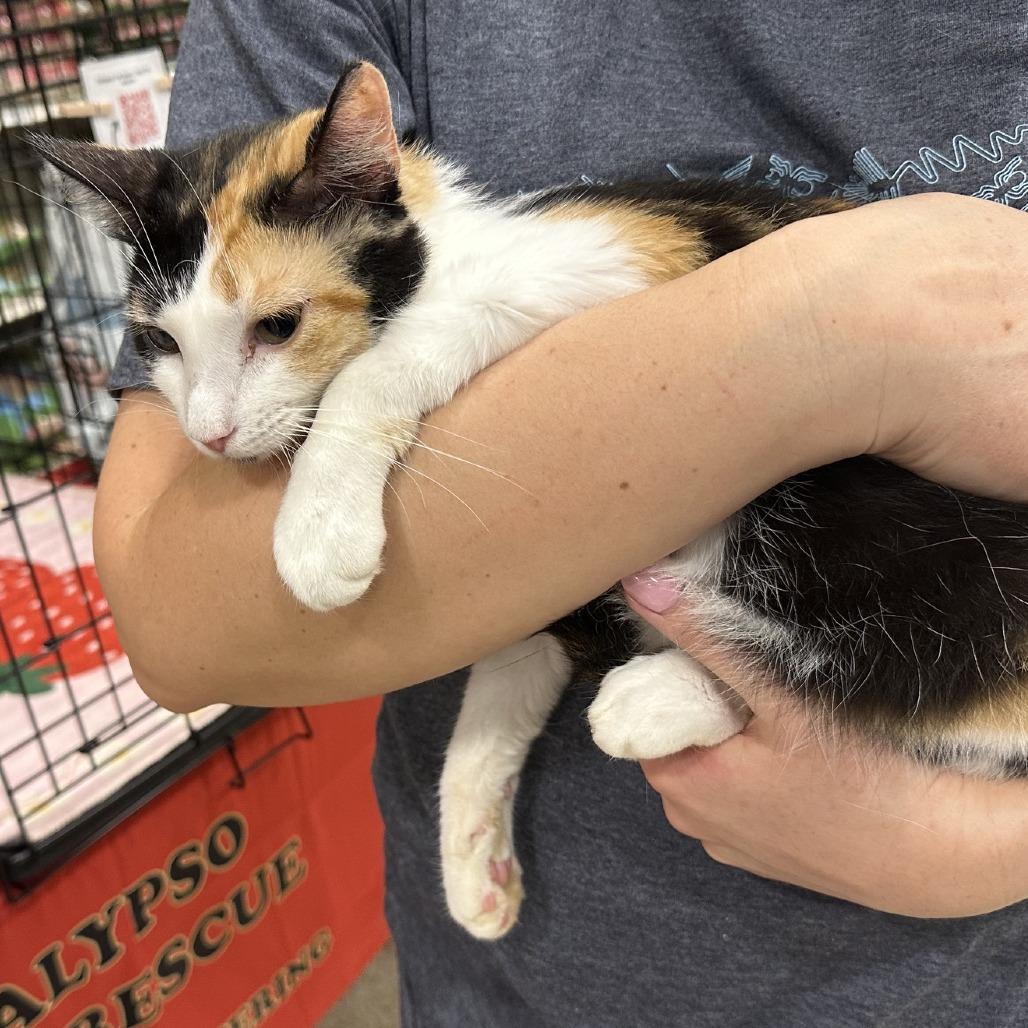 Callie, Adoptable, Young Female Domestic Short Hair.