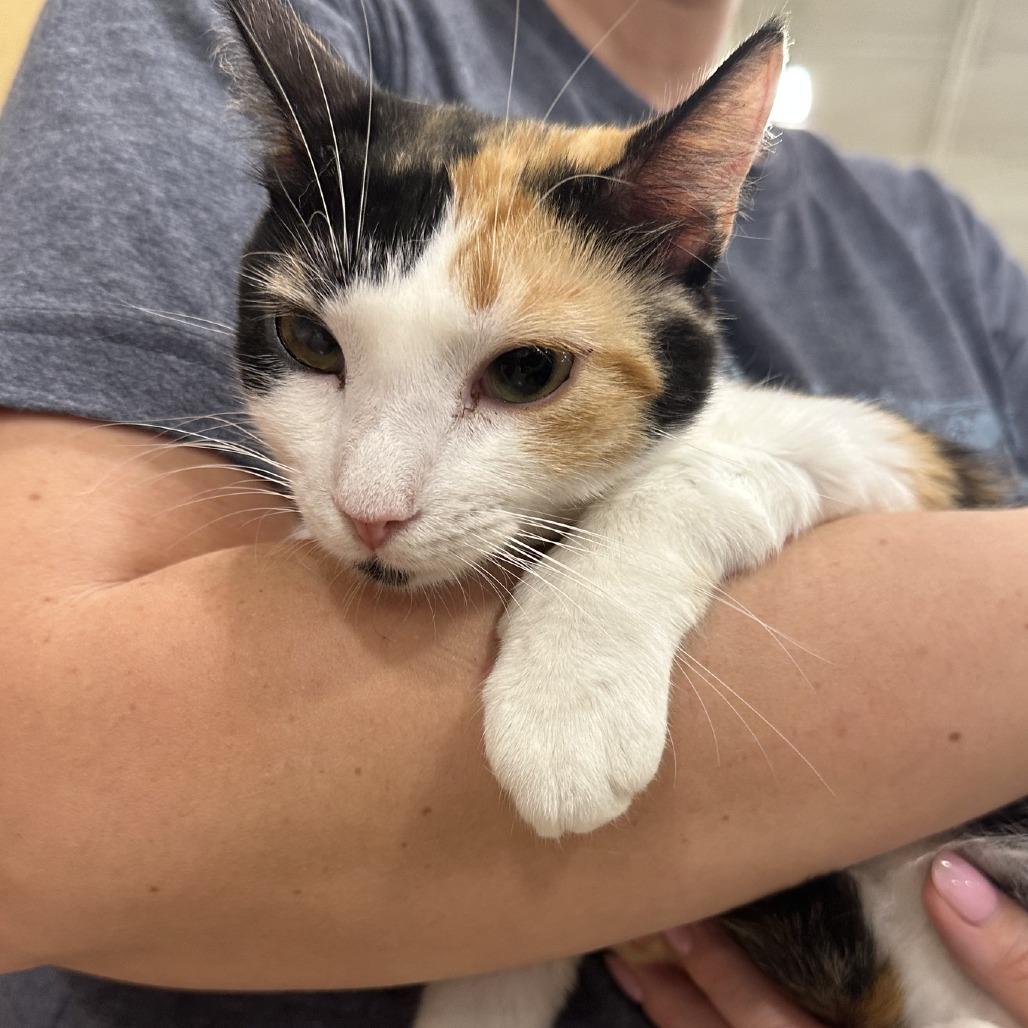 Enlarge Callie, a Adoptable Domestic Short Hair in New Port Richey, FL image 2/3