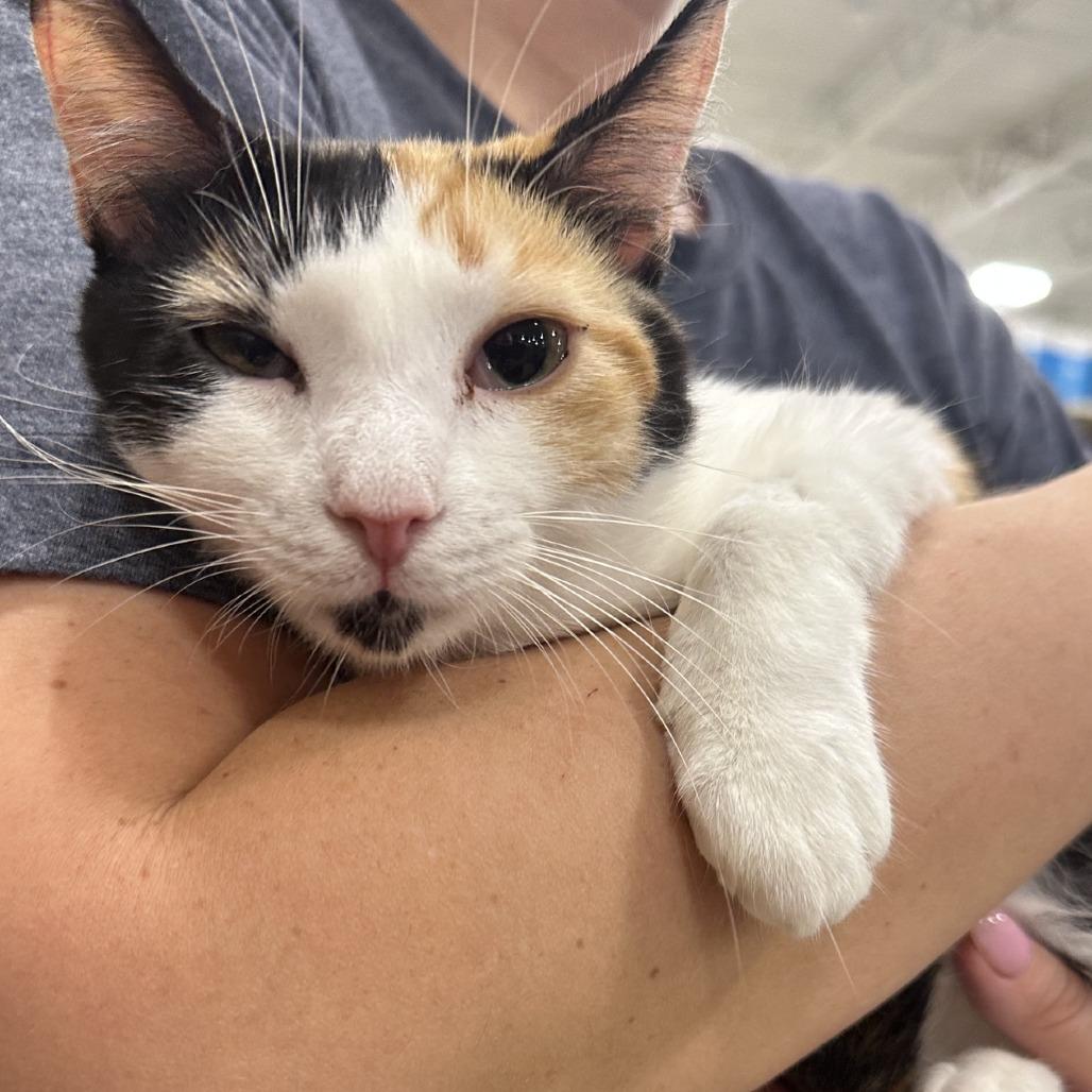 Enlarge Callie, a Adoptable Domestic Short Hair in New Port Richey, FL image 3/3