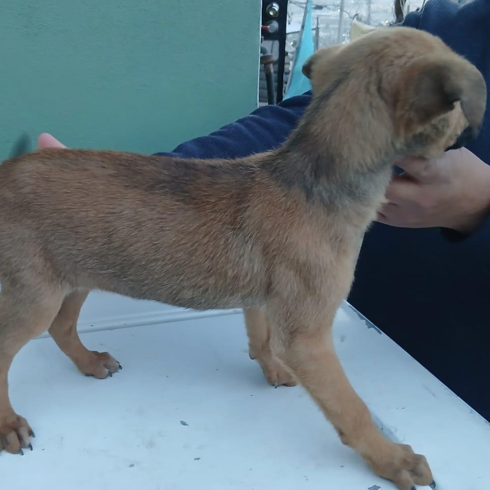 Enlarge Dustin, a ADOPTABLE Mixed Breed in Tijuana, BCN image 2/2