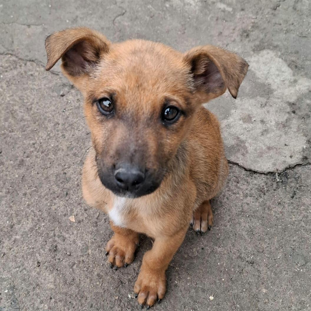 Enlarge Dustin, a ADOPTABLE Mixed Breed in Tijuana, BCN image 1/2