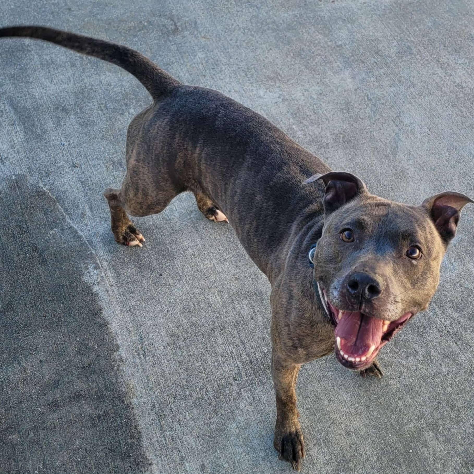 Athena! Brindle Beauty!, a ADOPTABLE mixed breed in Meriden, CT image 1/5